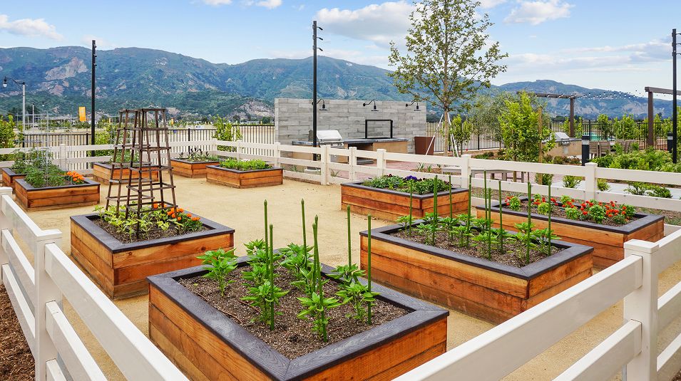Harvest Limoneira Amenity Garden