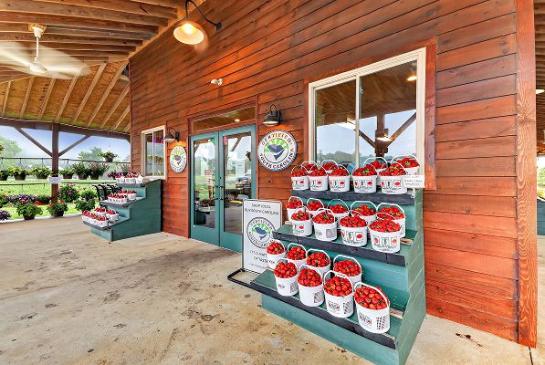 York Bush N Vine Farm 2of3