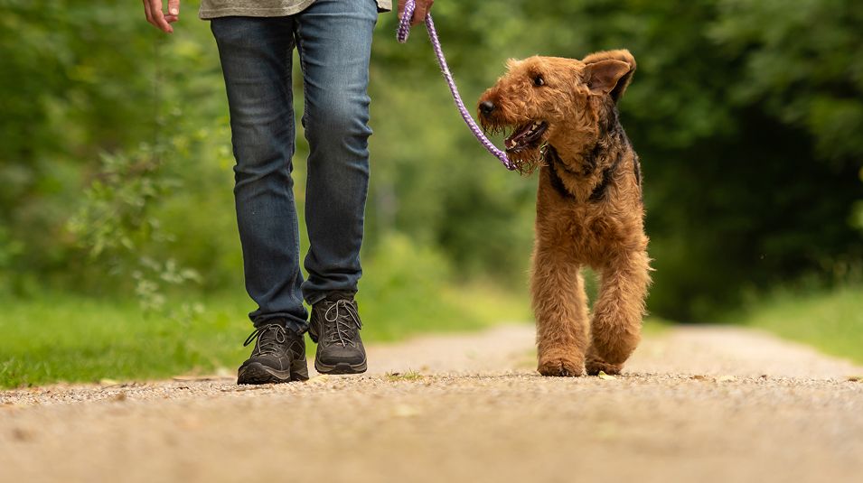 N Pic Animals Pets Dogs Outdoors Walk Man