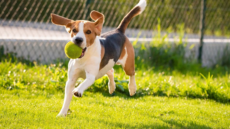 N Pic Animals Pets Dogs Outdoors Dogs Park Ball Running