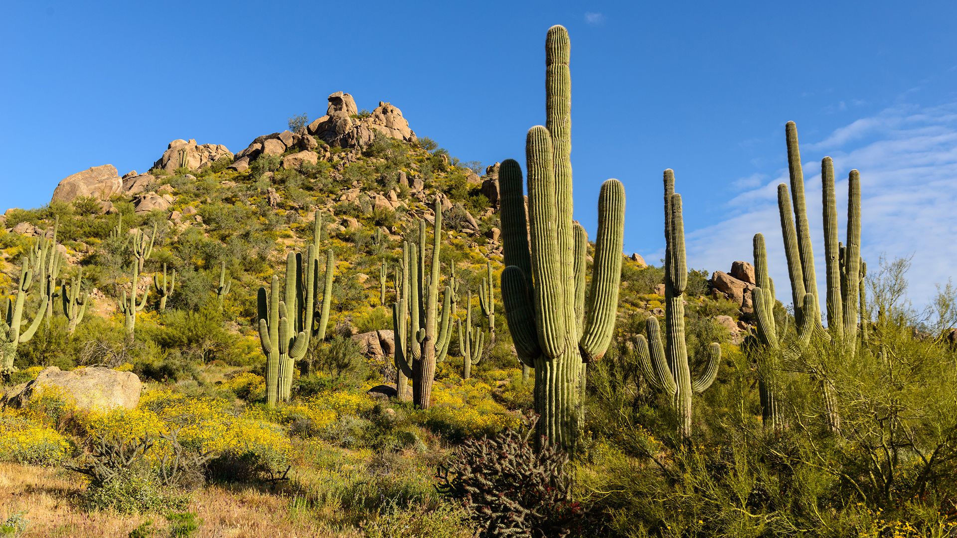 Pic Sonoran Mountain