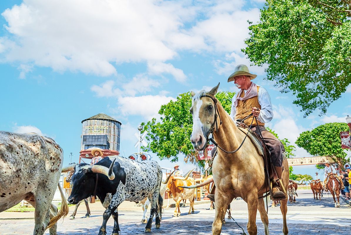 Fort Worth Market Stockyards Cattle Drive