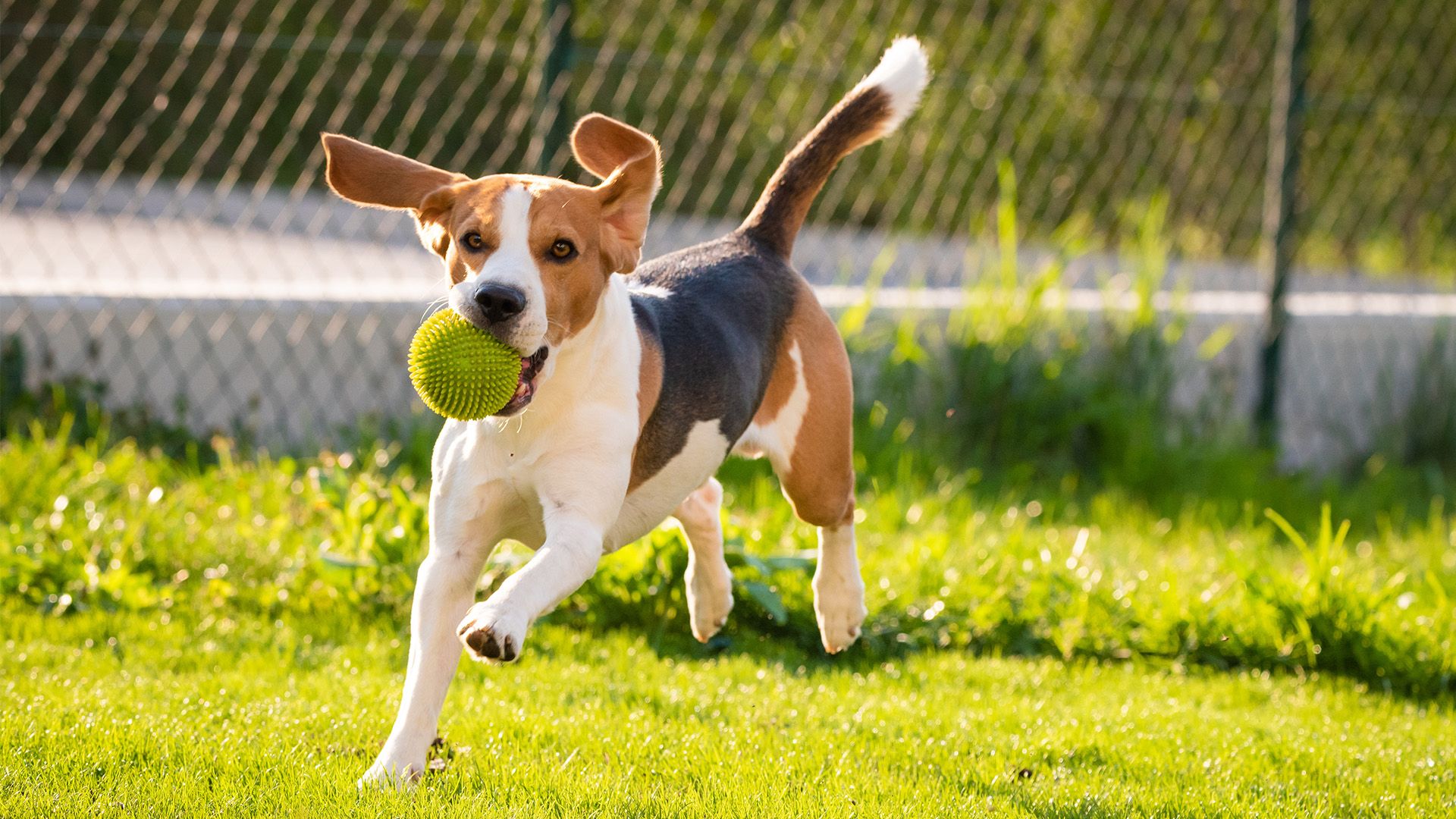 Dogs running at outdoor dog park