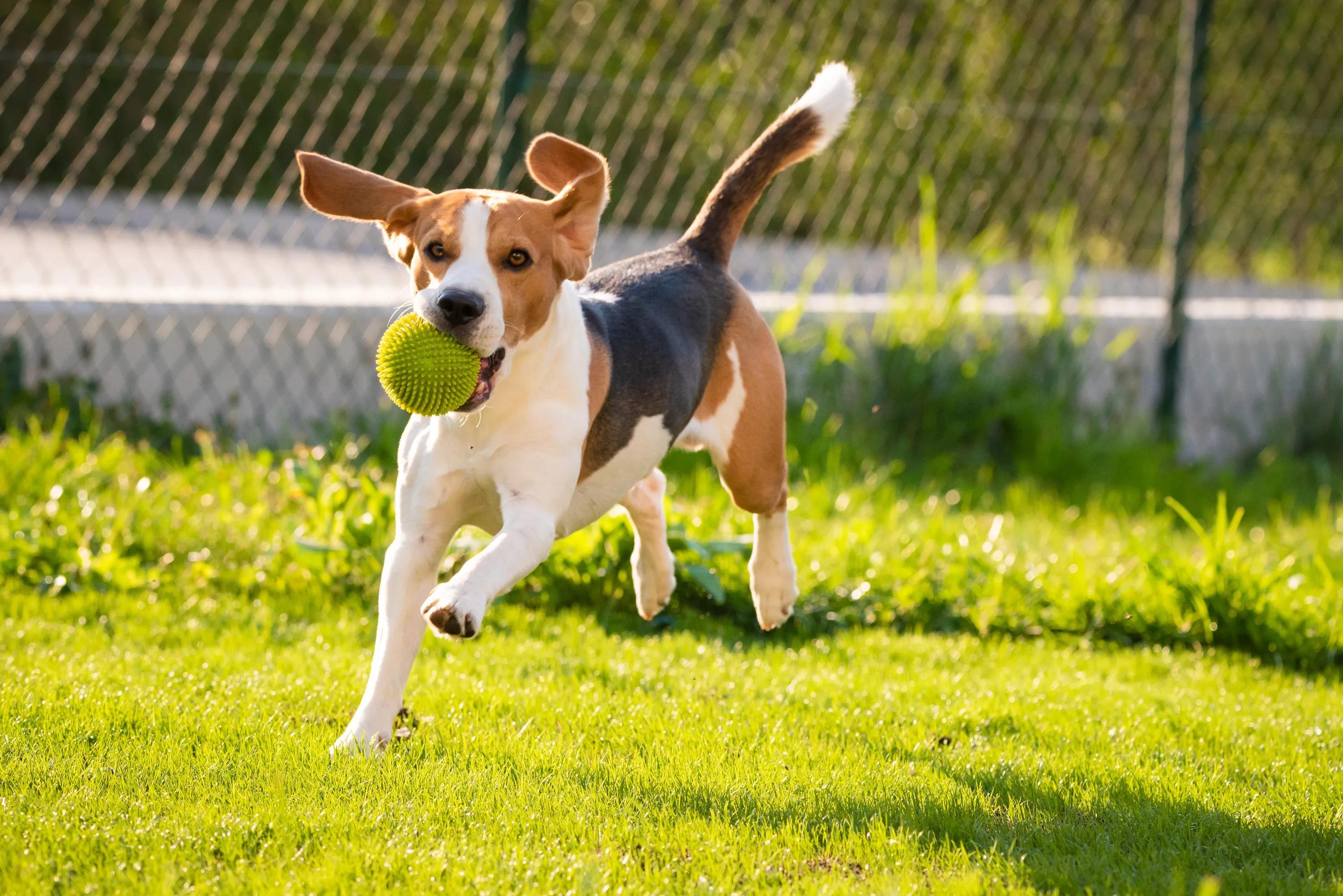 Dog park