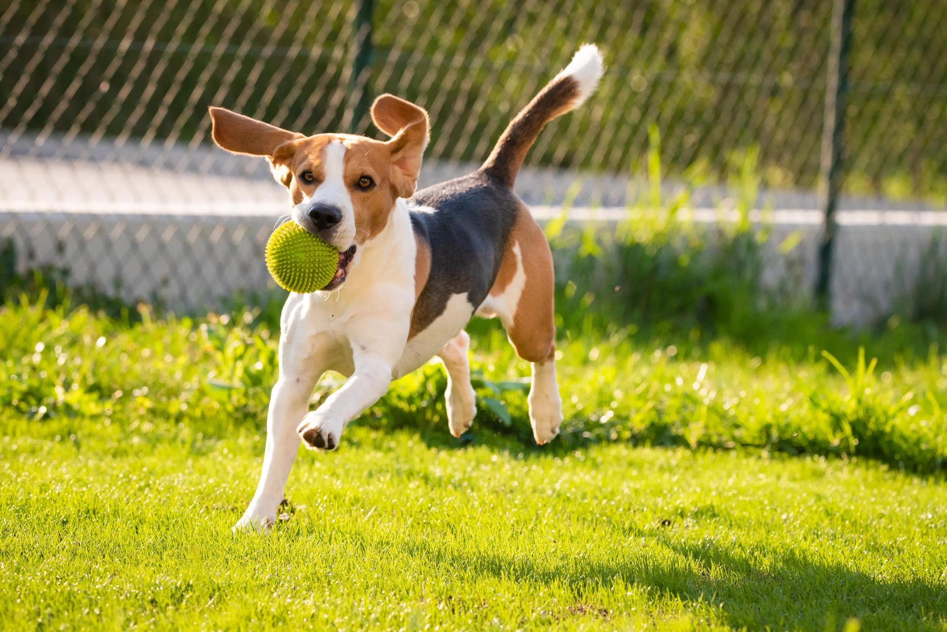 Dog park