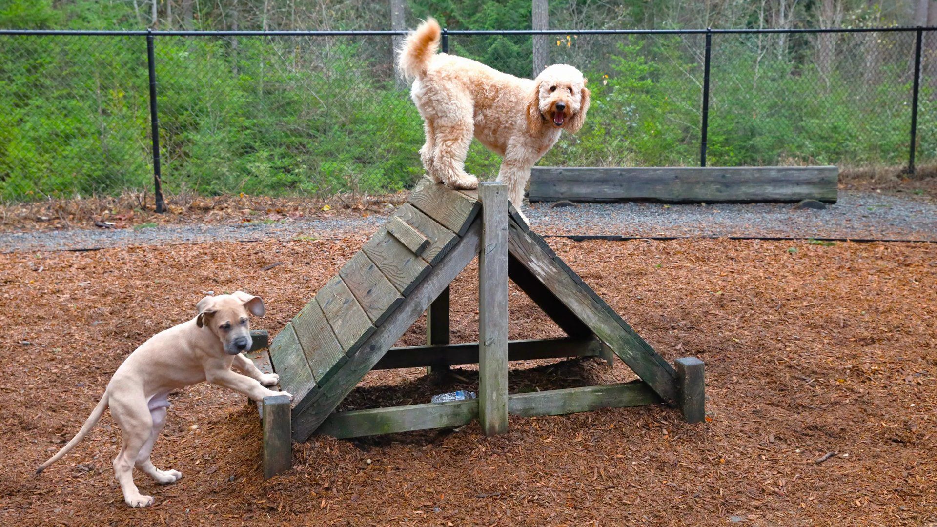 dog park amenity