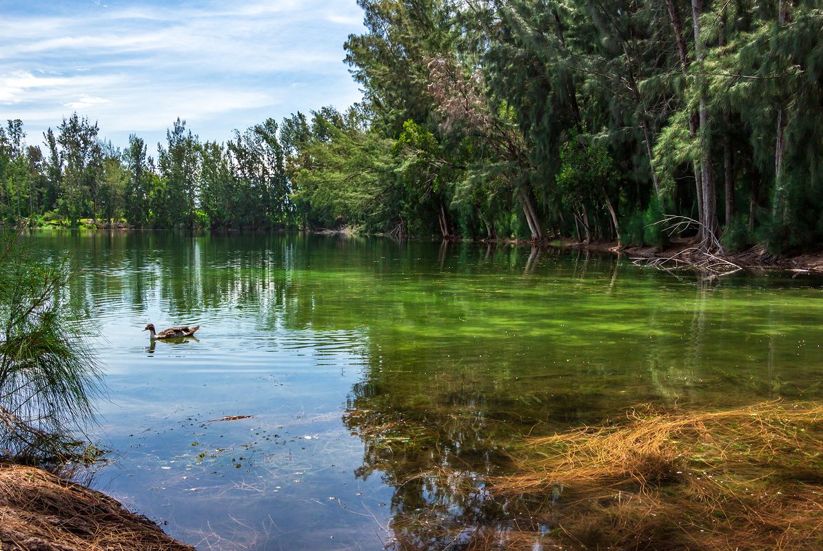 Davie Wolf Lake Park Lake