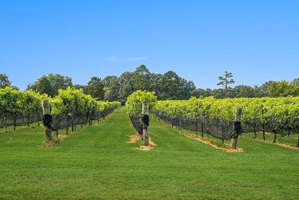 Troutman Daveste´ Vineyard 3of3