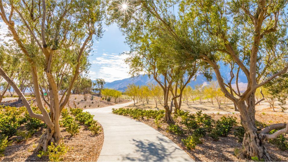 Walking trail shaded by trees