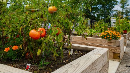 Venue at Monroe community garden
