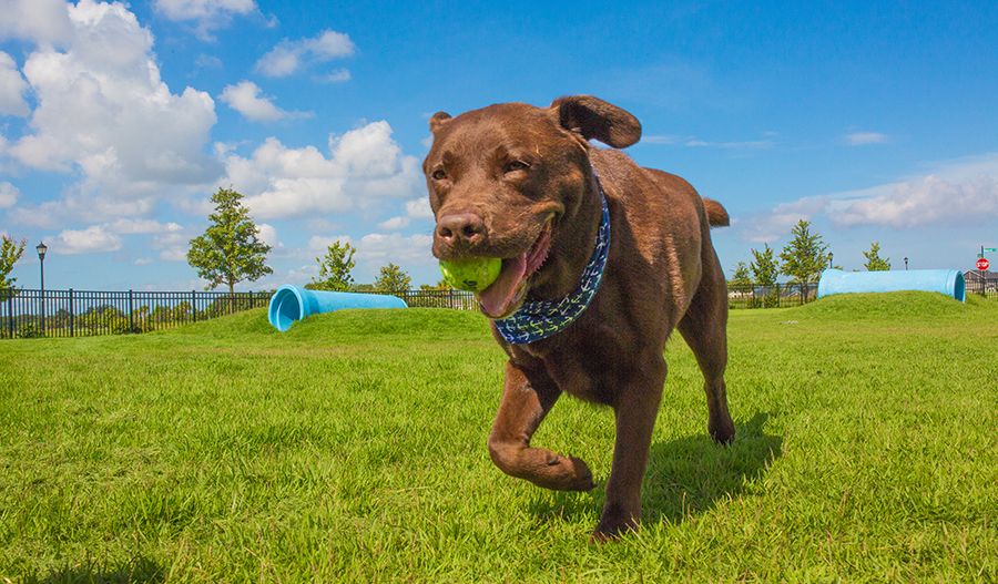 Waterset Dog Park
