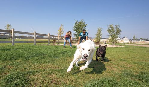 Dog Park