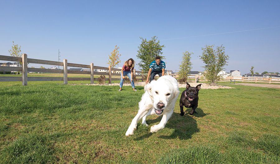 Dog Park