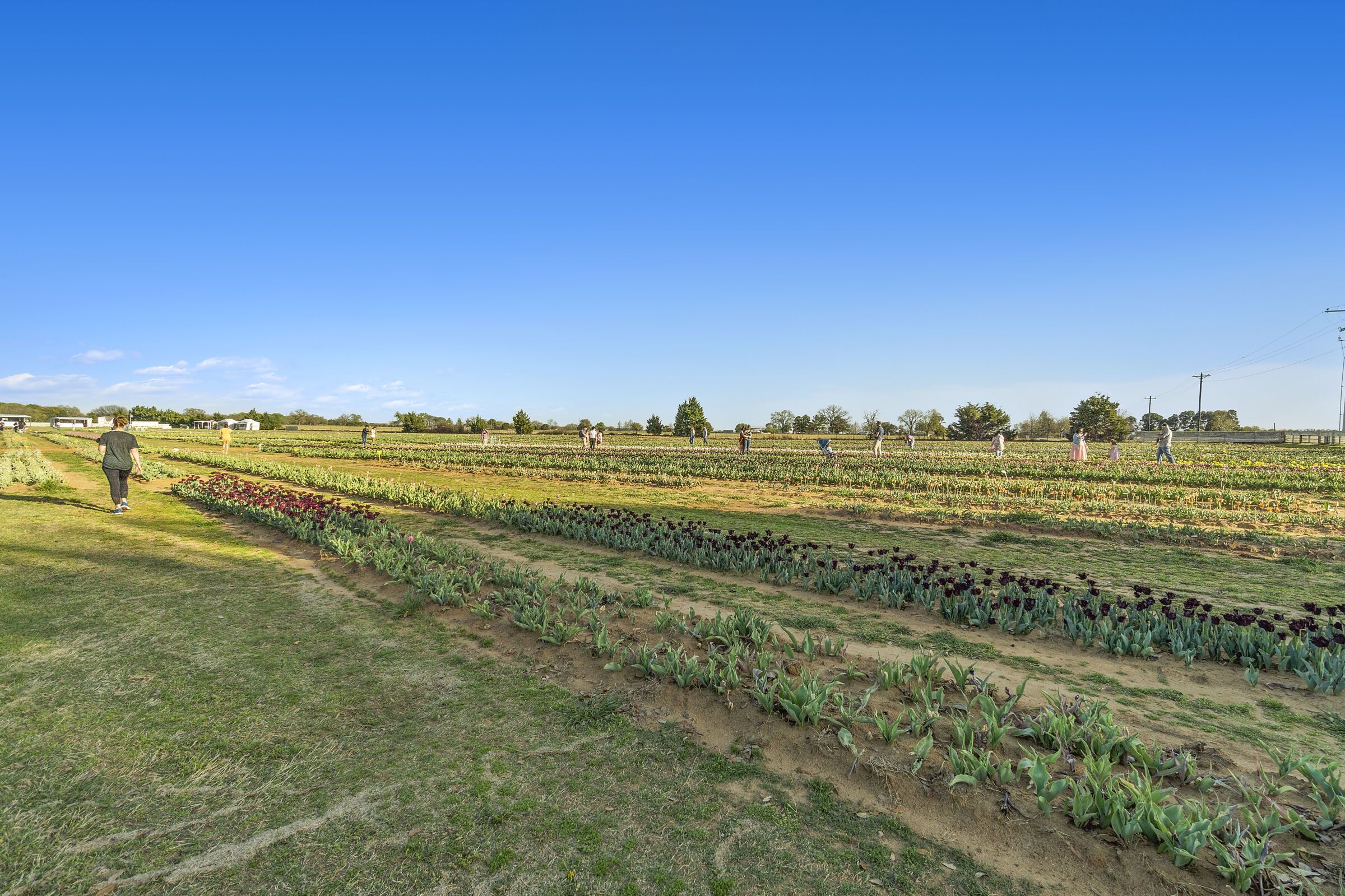 Texas Tulip Farm