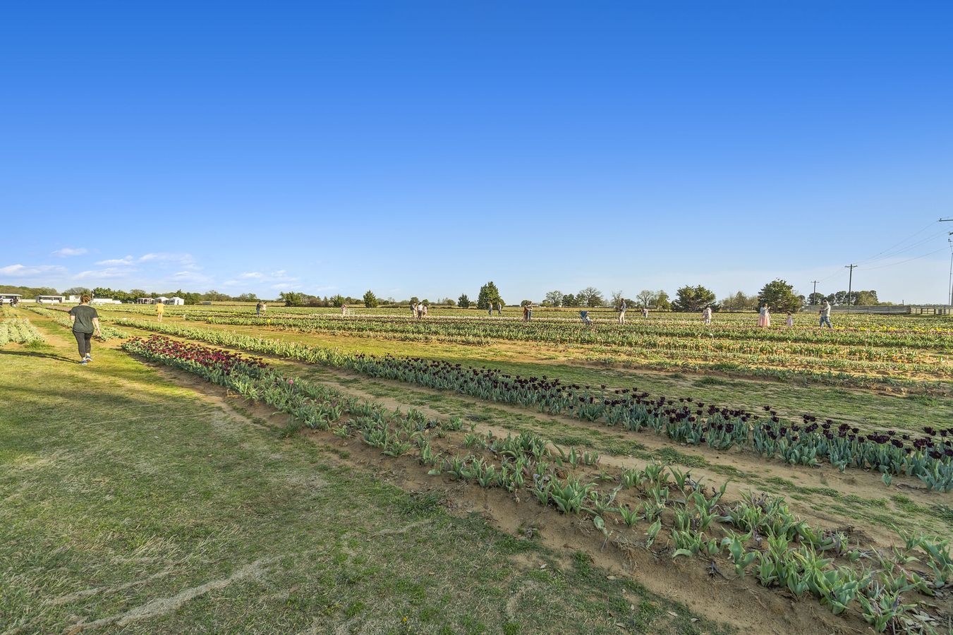 Texas Tulip Farm