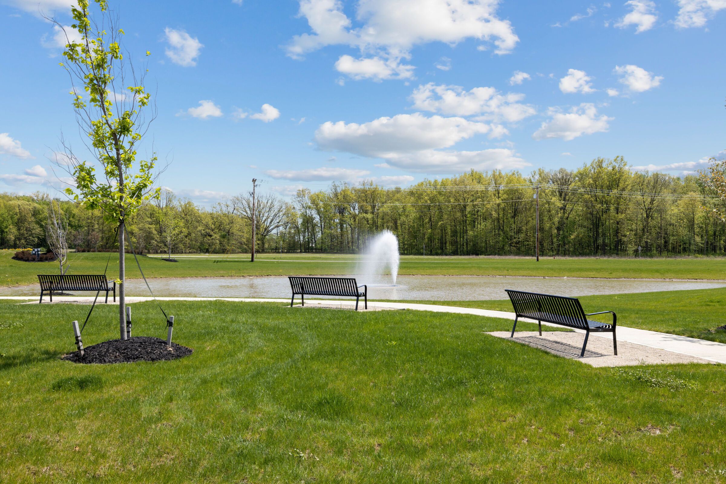 Pond View
