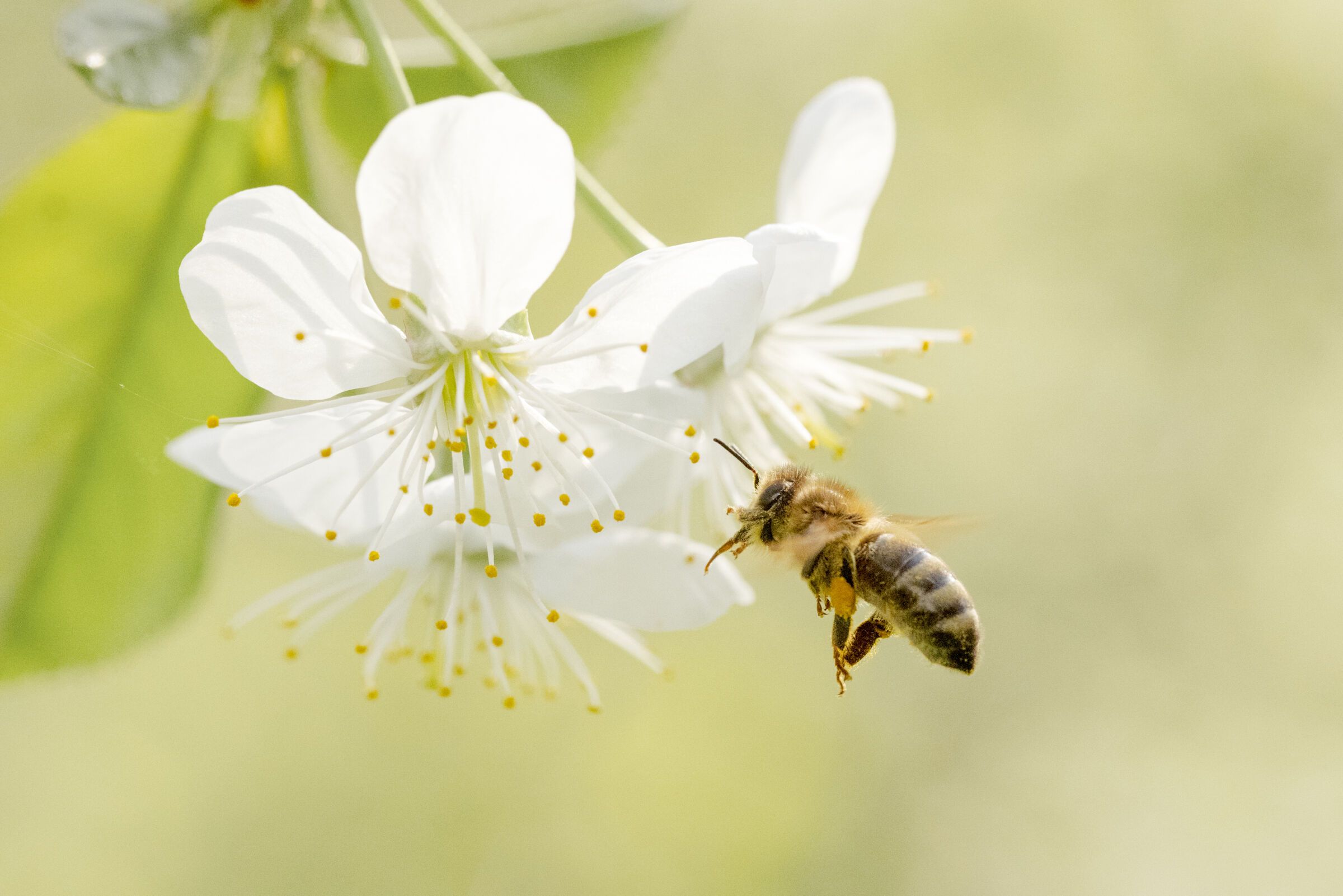 Pollinator Garden
