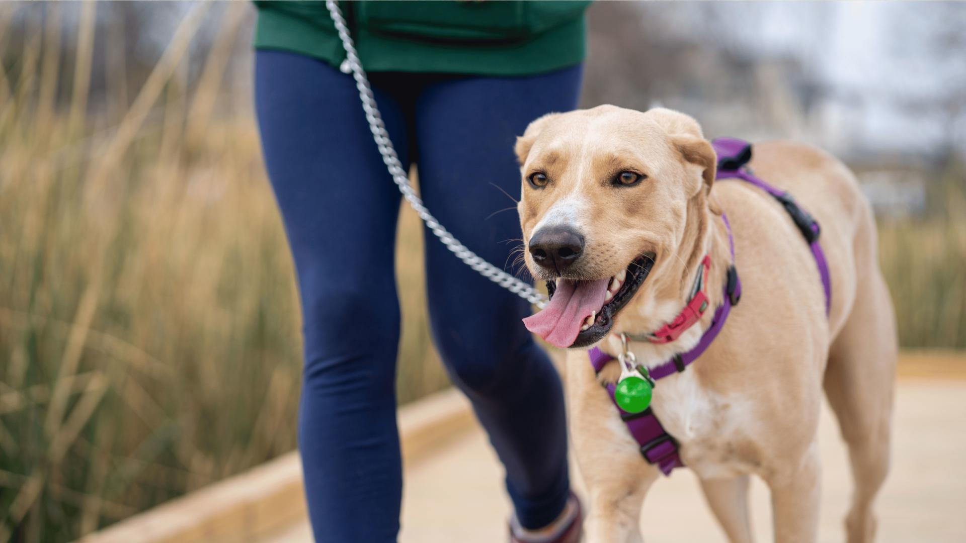 Get your steps in with your four-legged best friend on the community walking trail.