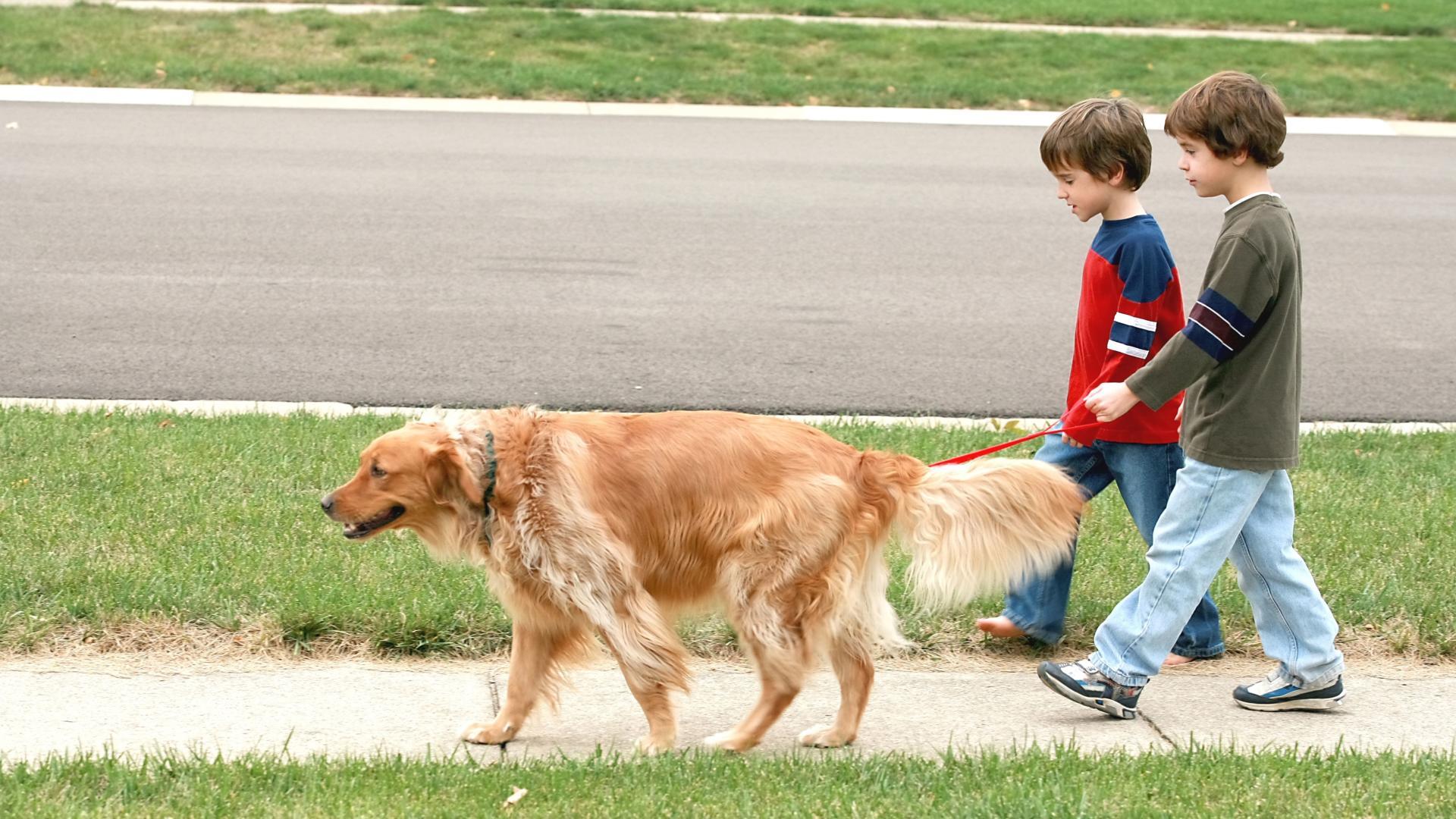Paws, wheels, or running shoes—these sidewalks are ready for action.