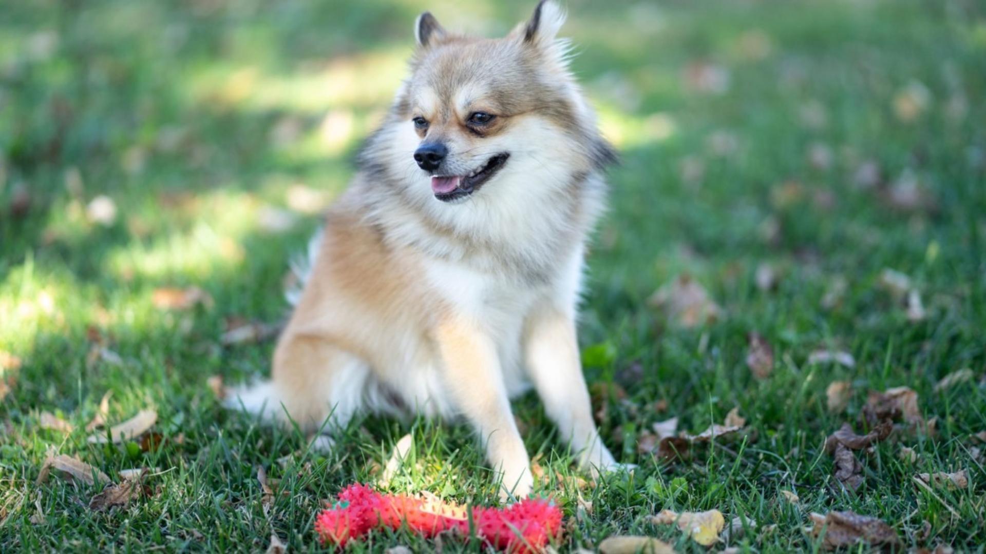 From backyard play to exploring at the dog park, life just got a whole lot better for your dog.