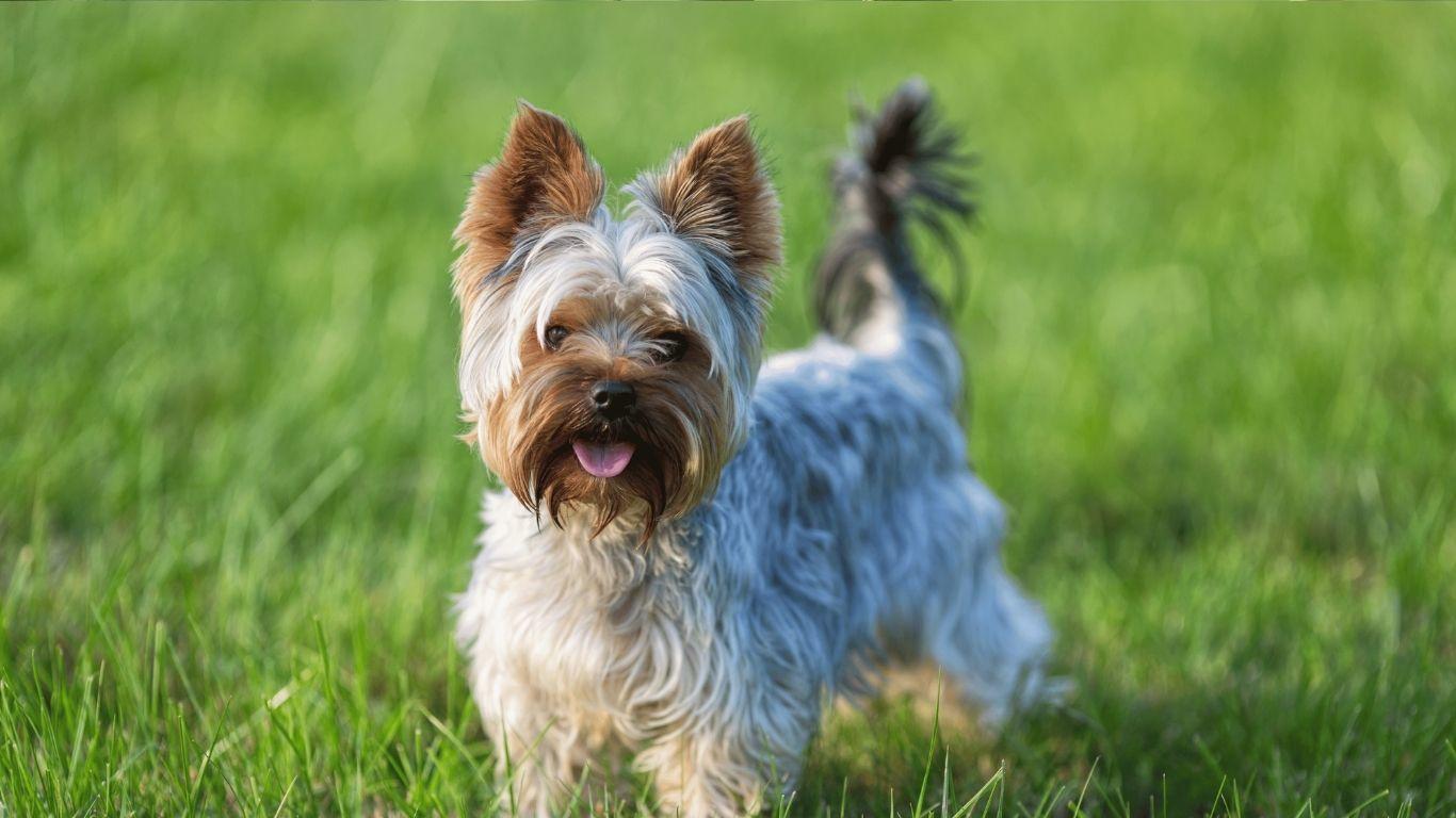 Pure pawsitivity! Happy dogs love spacious yards for fetch and our sidewalk-lined streets for steps.