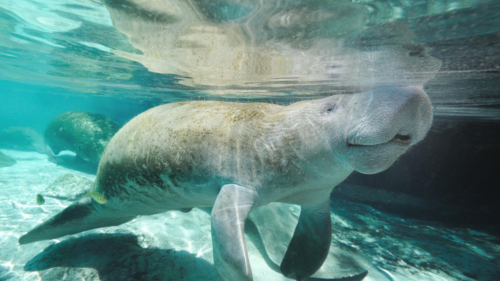 Visit the manatees and other wildlife at Manatee Park.