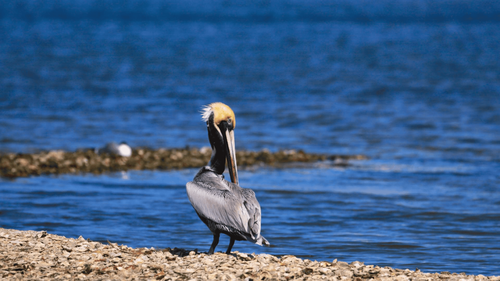 The Pelican Island National Wildlife Refuge is only 20 minutes a way for a family fun day.