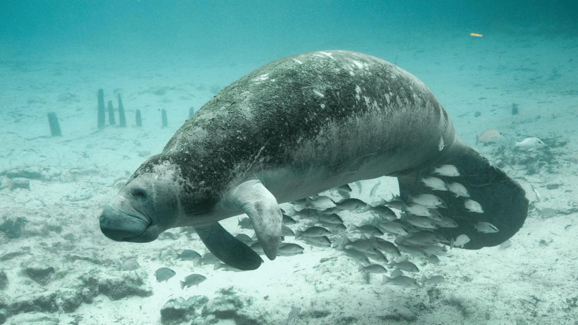 View manatees from an underwater observatory at Homosassa Springs Wildlife State Park.