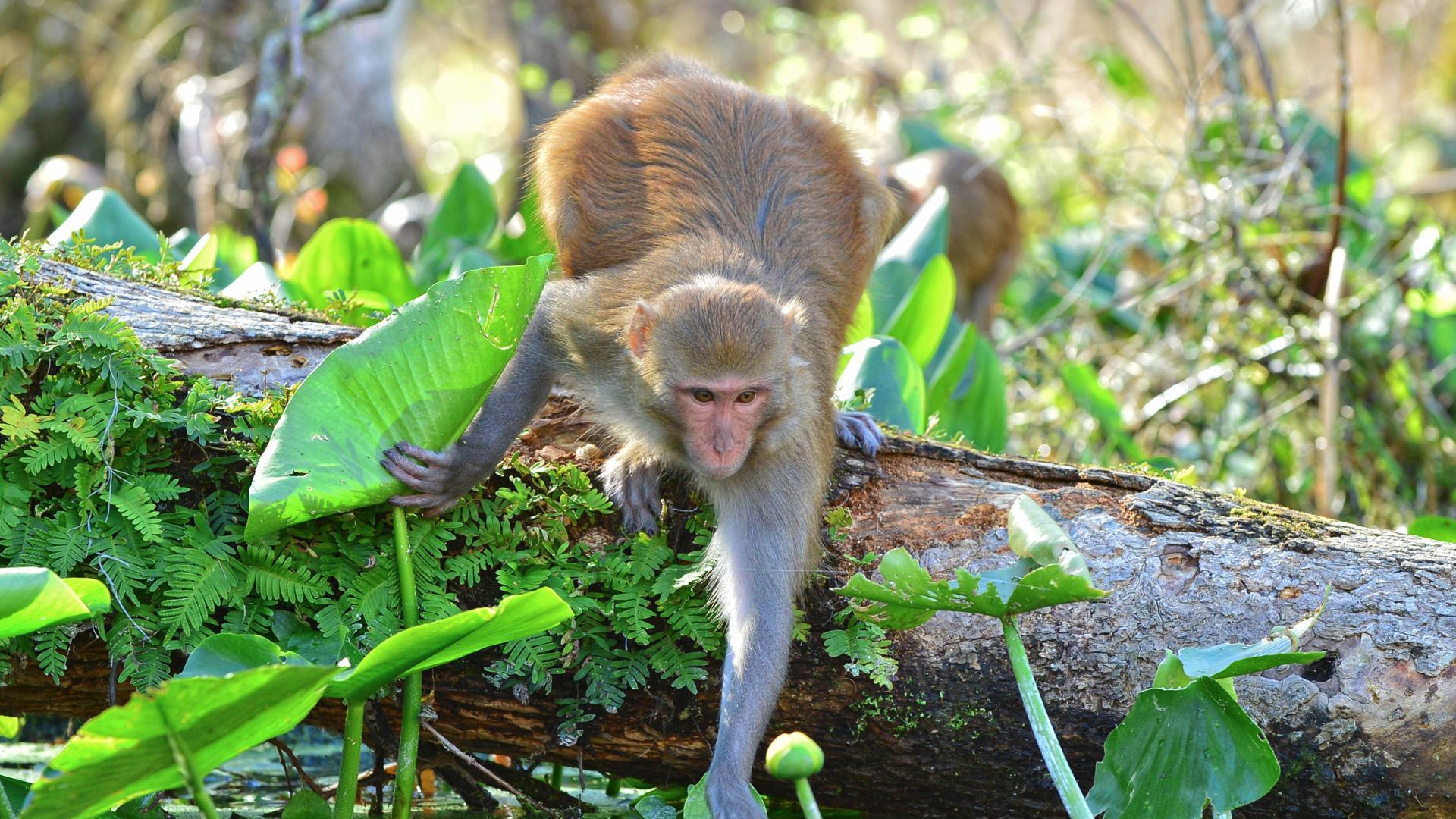 Home to a variety of wildlife, including alligators, turtles, birds, and monkeys!