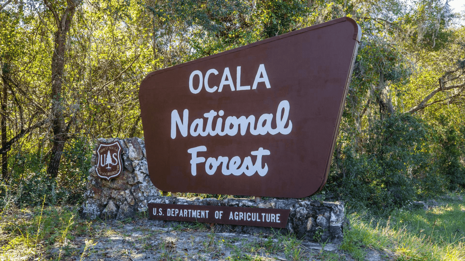 Beautiful nature is right in your backyard at Ocala National Forest.