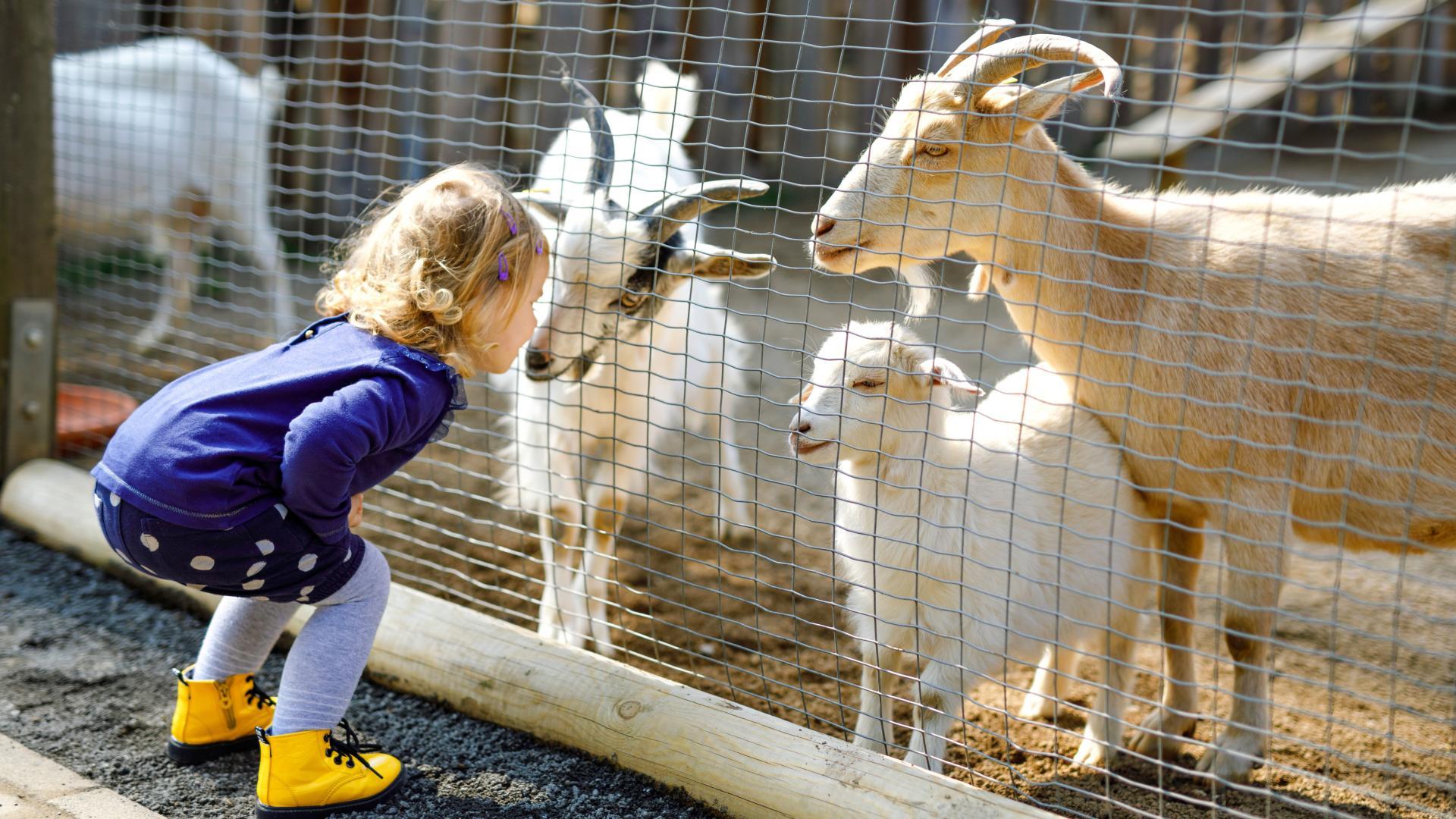 Spend the day at the highly rated Luray Zoo for a fun afternoon!