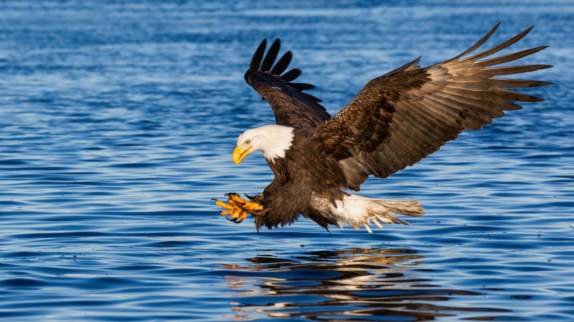 Watch the eagles from your kayak along the waterway, neighboring the Indian River.