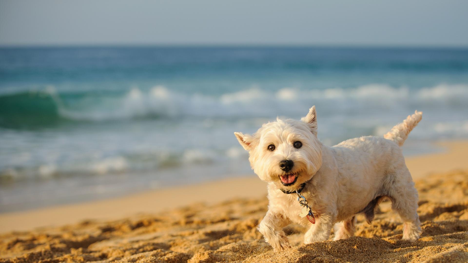 Take your pick of 6 local beaches to visit and be back home for dinner time.