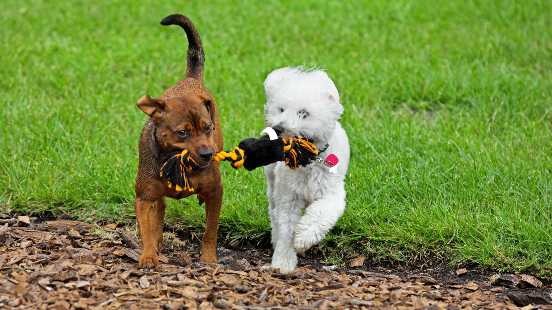 Room to roam, fetch, and nap in the sun—your dog's dream yard is here.