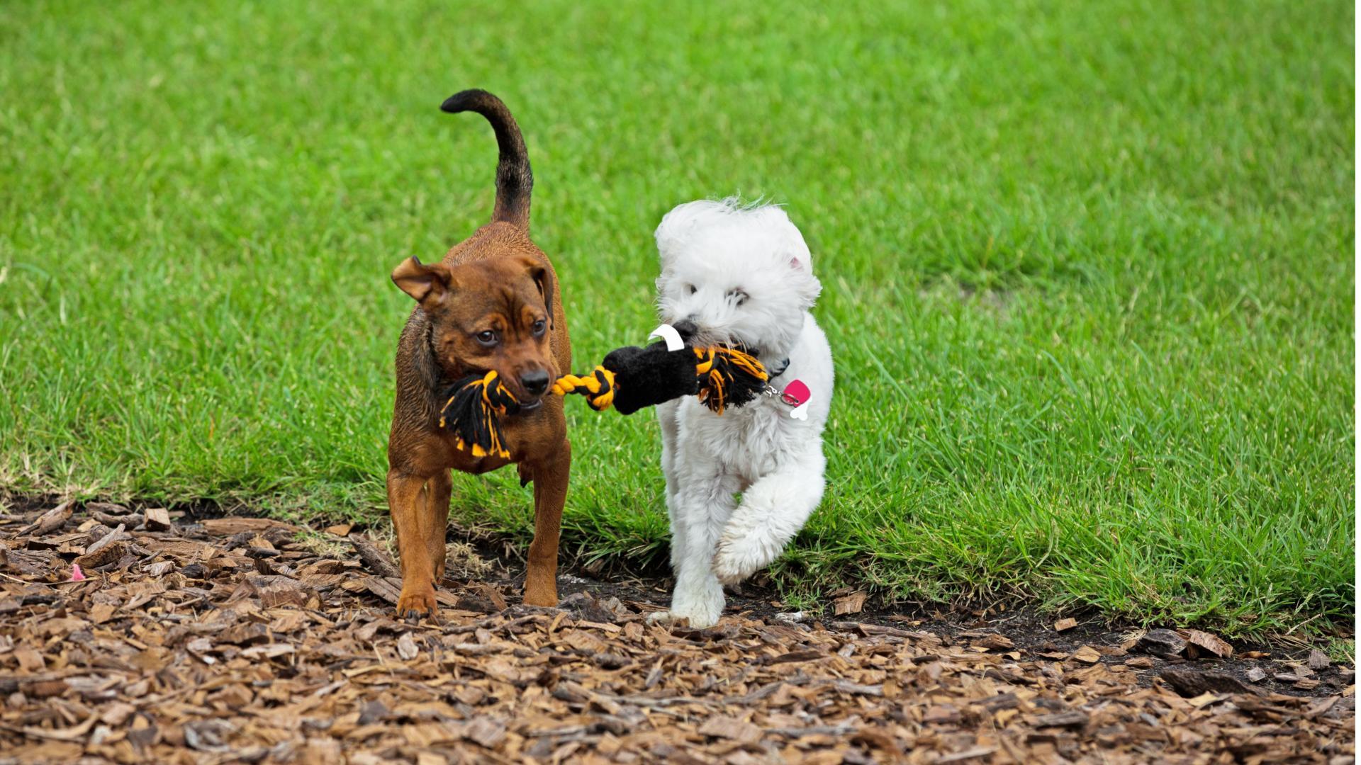 Your furry friend will love playing at the dog park!