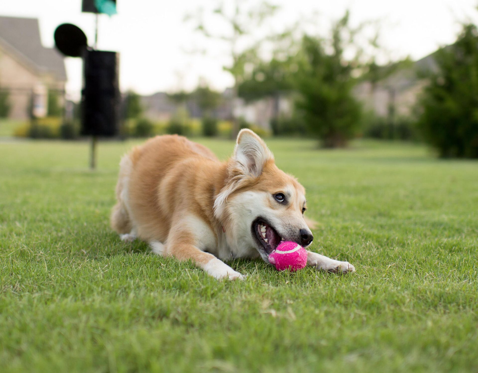 Paw Park