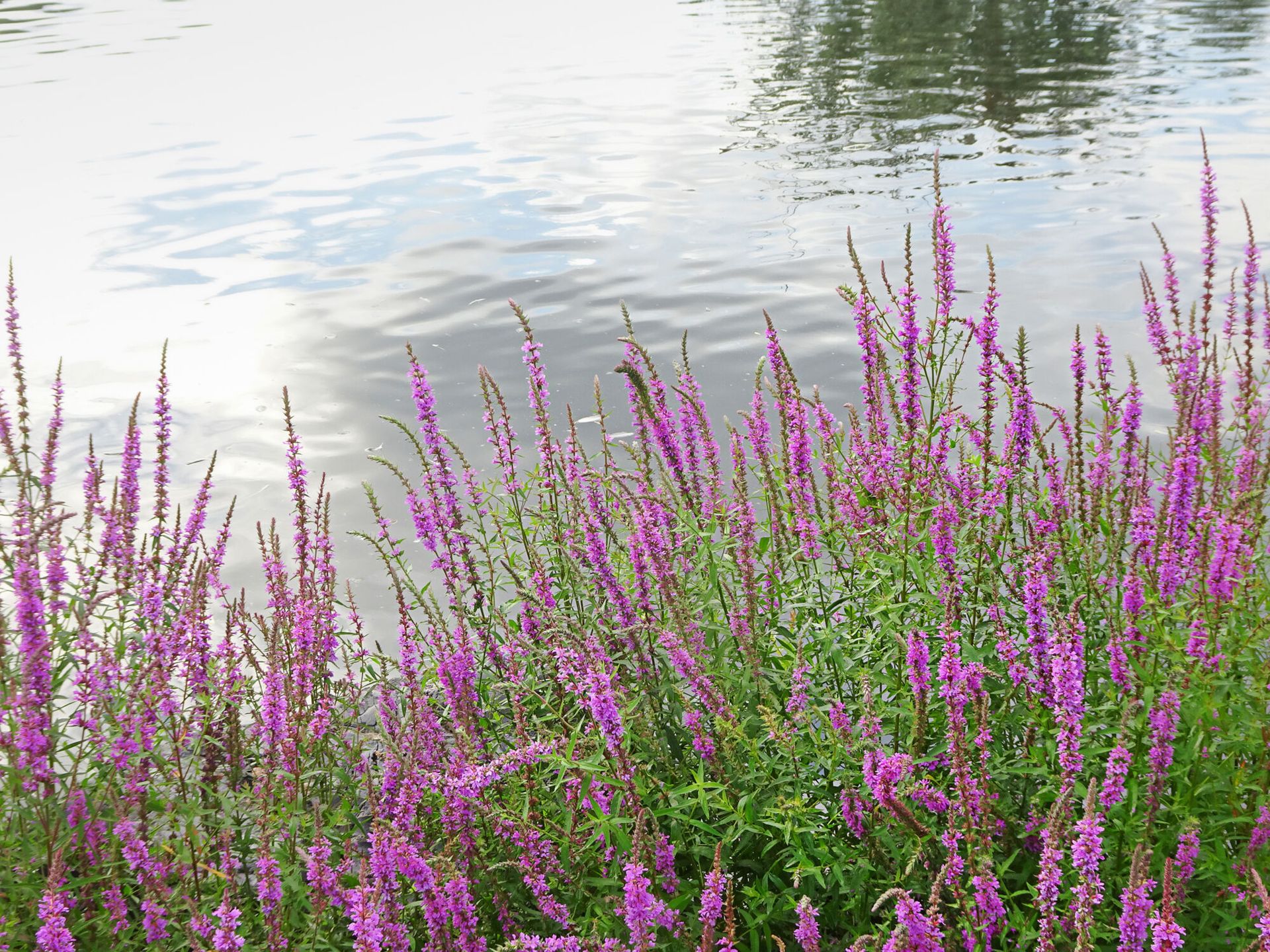 2 community ponds located within the community
