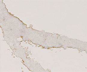 Countertop: Calacatta Aurora Quartz