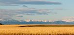 Muegge Farms - Bennett, CO