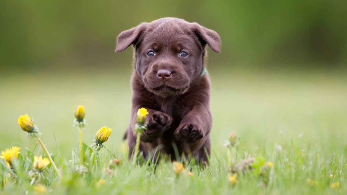 Young puppy of brown labrador retriever dog photographed outdoors on grass in garden.