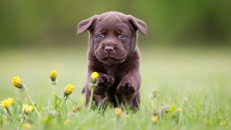 Young puppy of brown labrador retriever dog photographed outdoors on grass in garden.