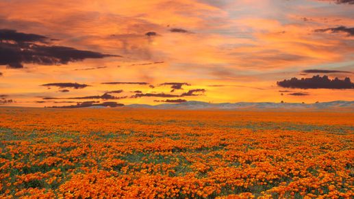 California poppy field with sunrise sky.