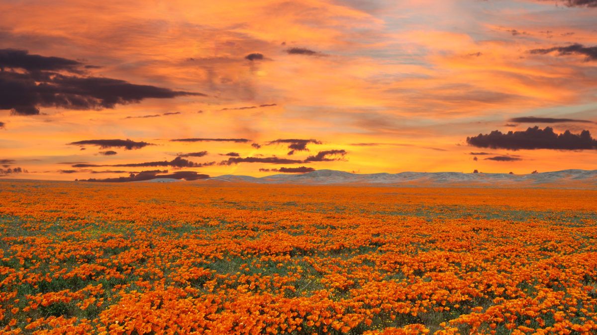 California poppy field with sunrise sky.
