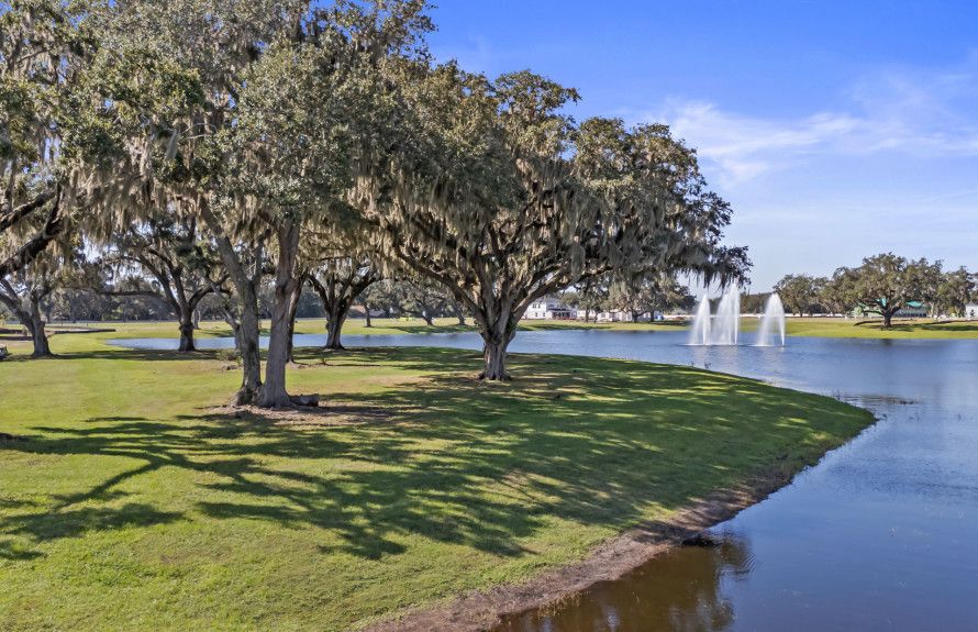 Gorgeous Preserved Oak Trees