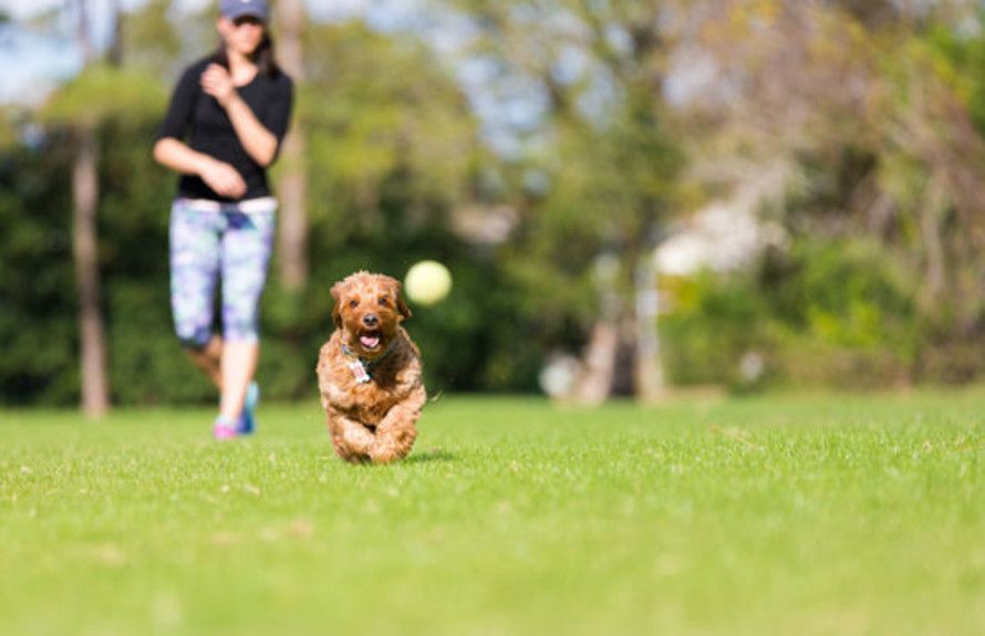 Nearby Dog Parks