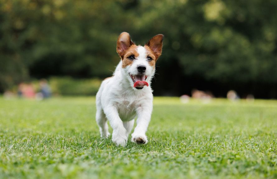 Dog Park!