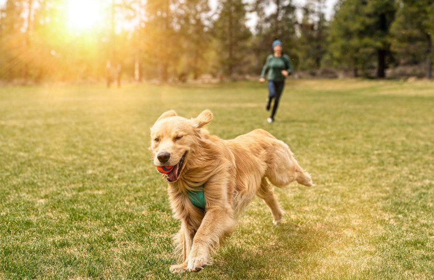 Neighborhood Dog Park