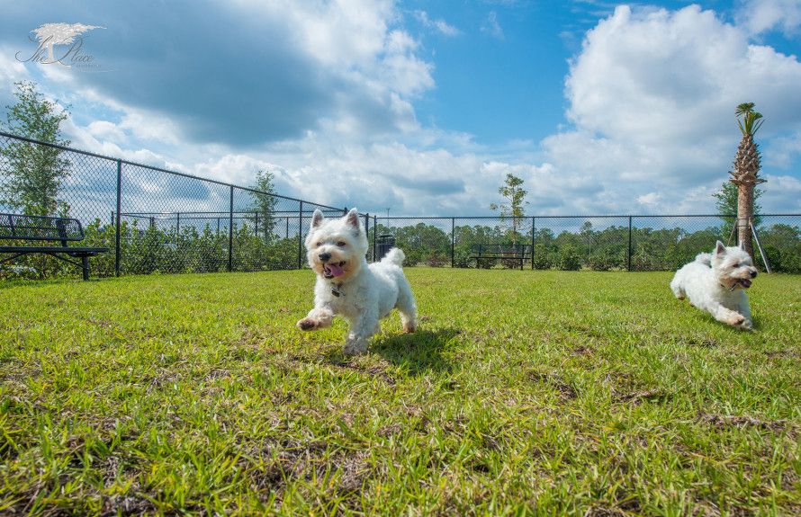 Dog Park