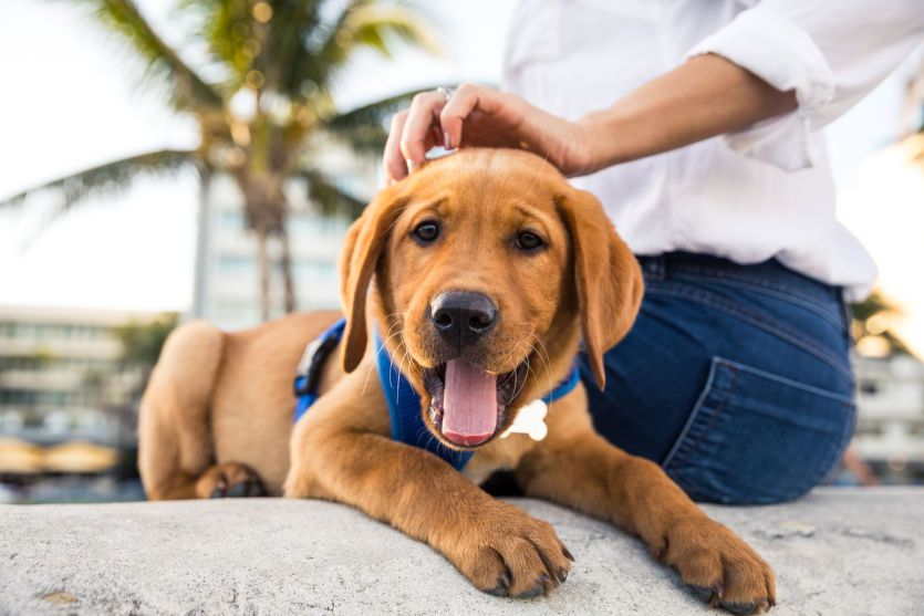 Dedicated Dog Parks