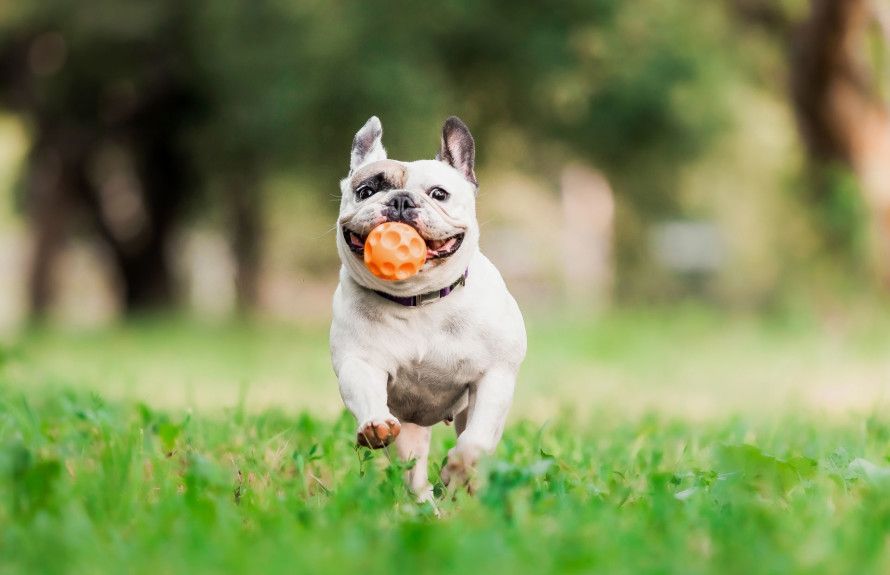 Community Dog Park